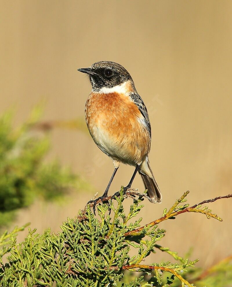 European Stonechat, identification