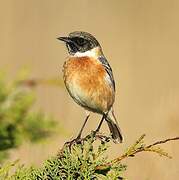 European Stonechat