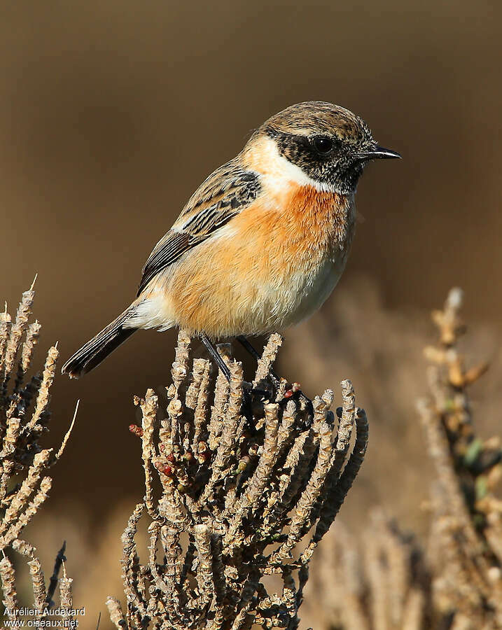 European Stonechat male