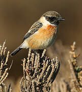 European Stonechat