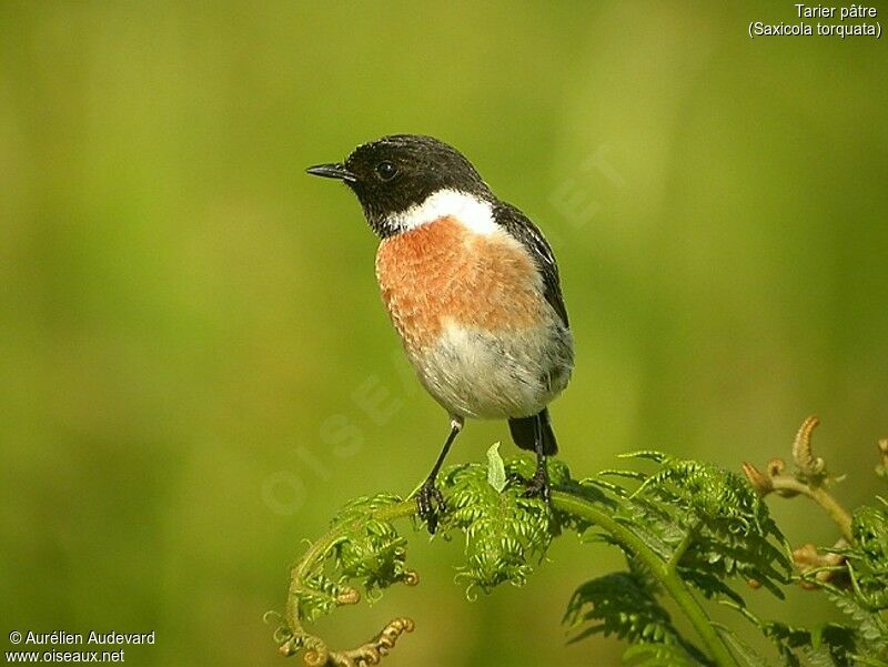 European Stonechat