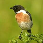 European Stonechat