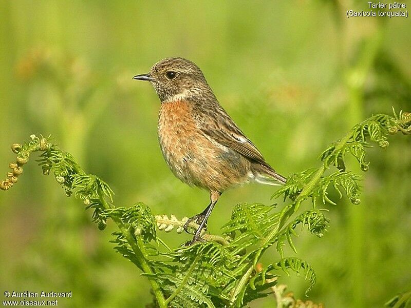 European Stonechat