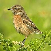 European Stonechat