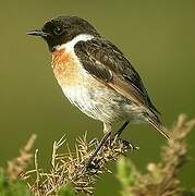 European Stonechat