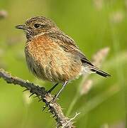 European Stonechat