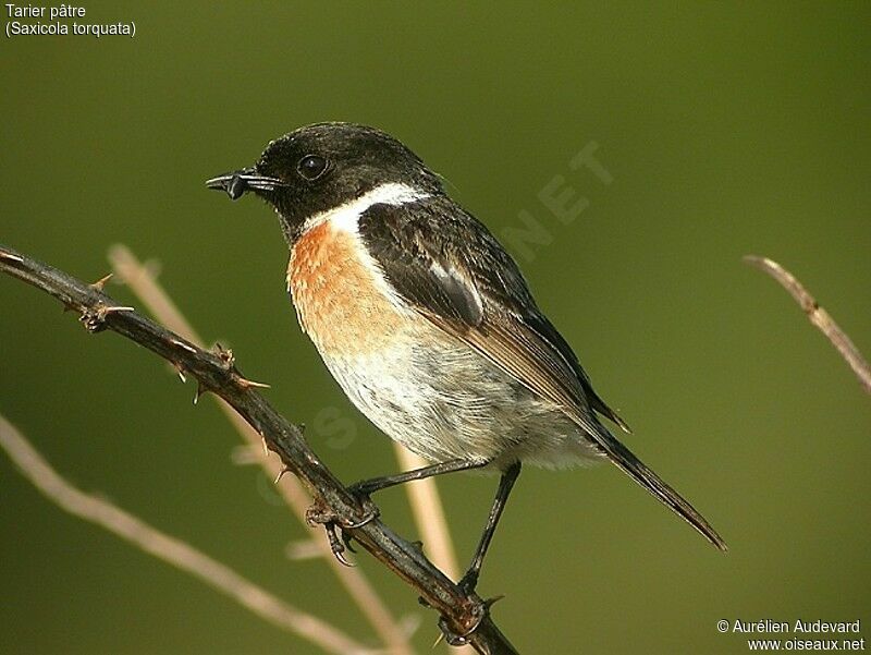 European Stonechat