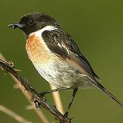 European Stonechat