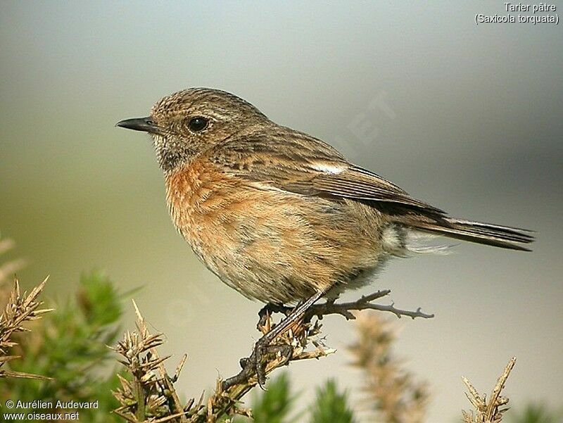 European Stonechat