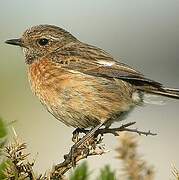 European Stonechat