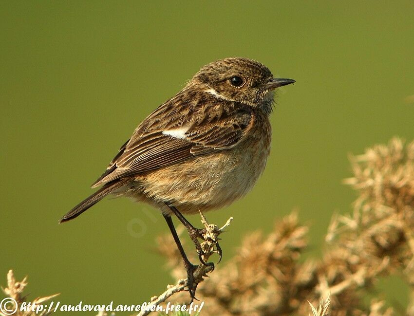 European Stonechat