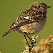 European Stonechat