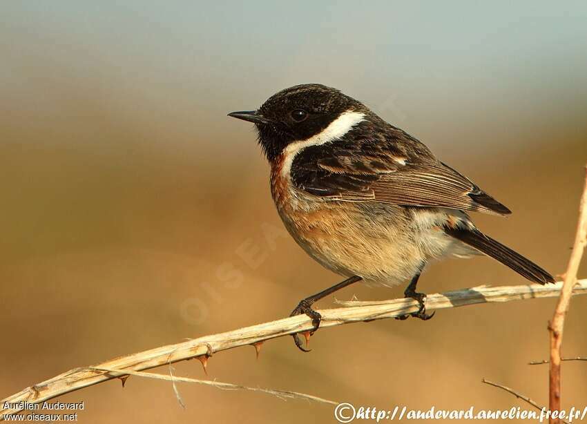 European Stonechat male adult, identification