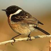 European Stonechat