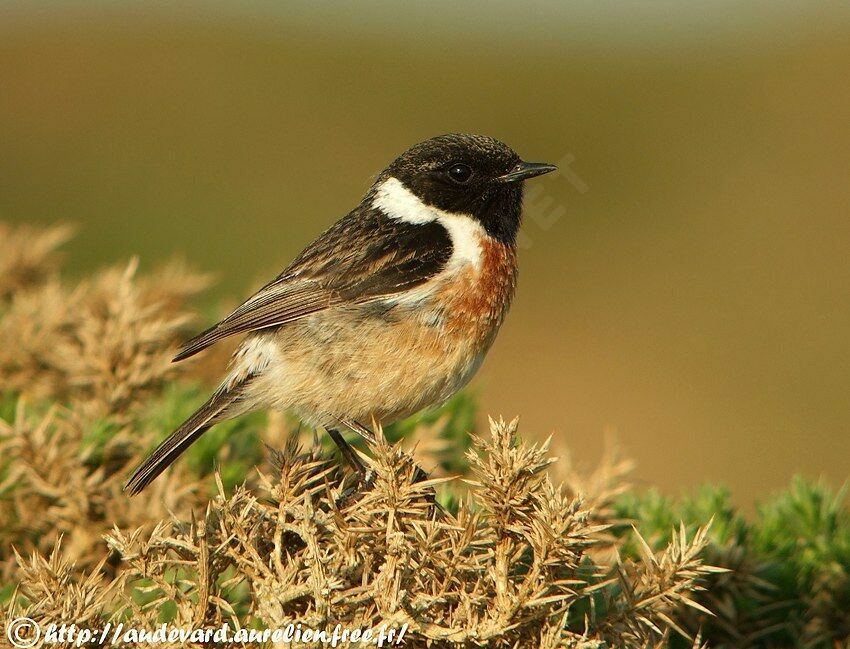 European Stonechat