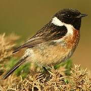 European Stonechat