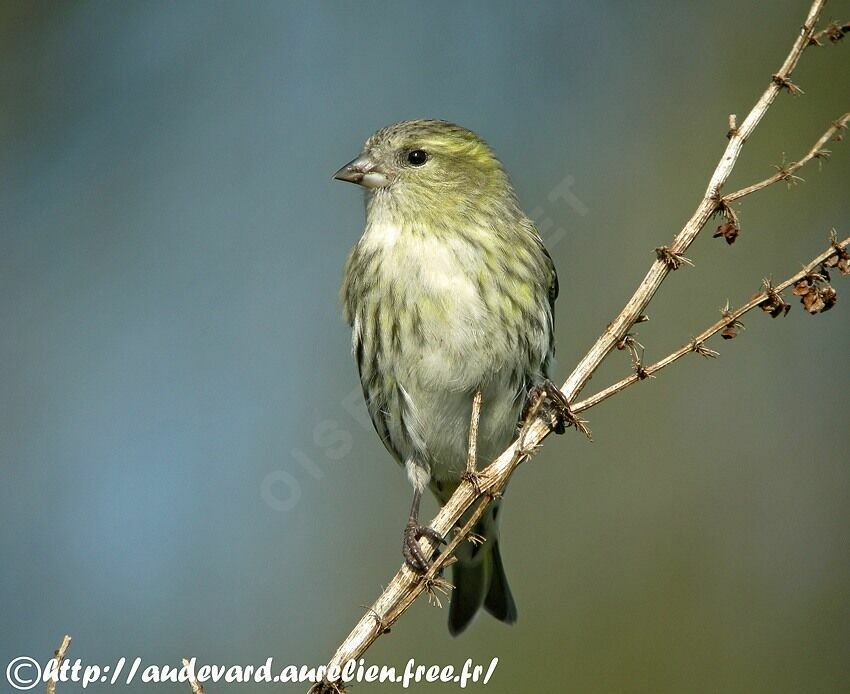 Eurasian Siskin