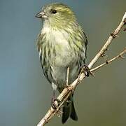 Eurasian Siskin