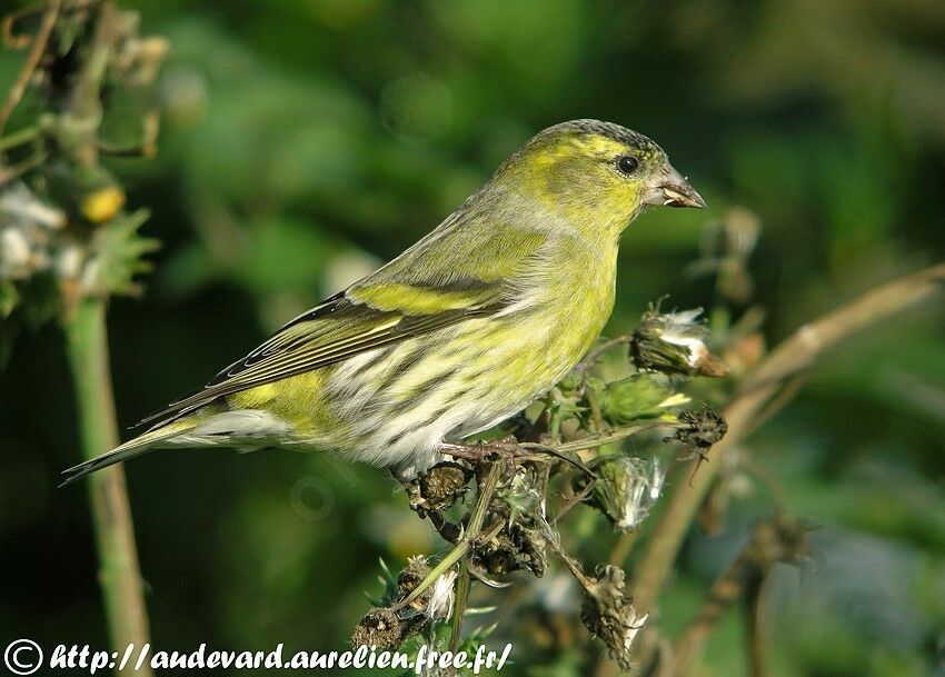 Eurasian Siskin