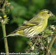 Eurasian Siskin