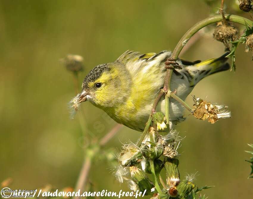 Eurasian Siskin male immature, pigmentation, feeding habits, Behaviour