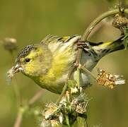 Eurasian Siskin