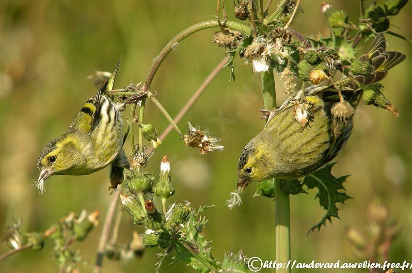 Eurasian Siskin male First year