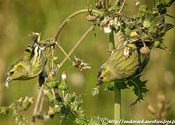 Eurasian Siskin