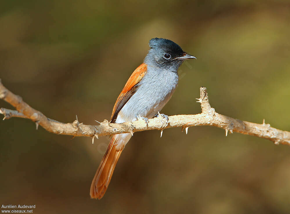 African Paradise Flycatcher female adult, identification