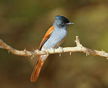 African Paradise Flycatcher