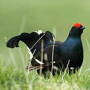 Black Grouse