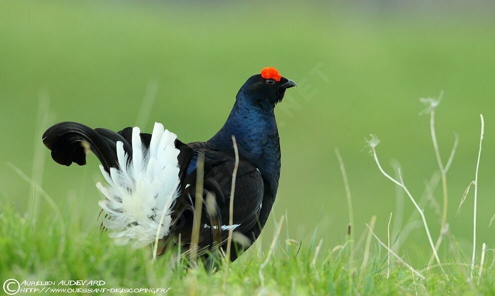 Black Grouse