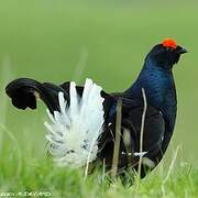 Black Grouse