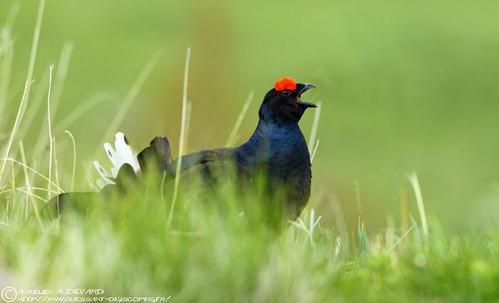 Black Grouse