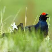 Black Grouse