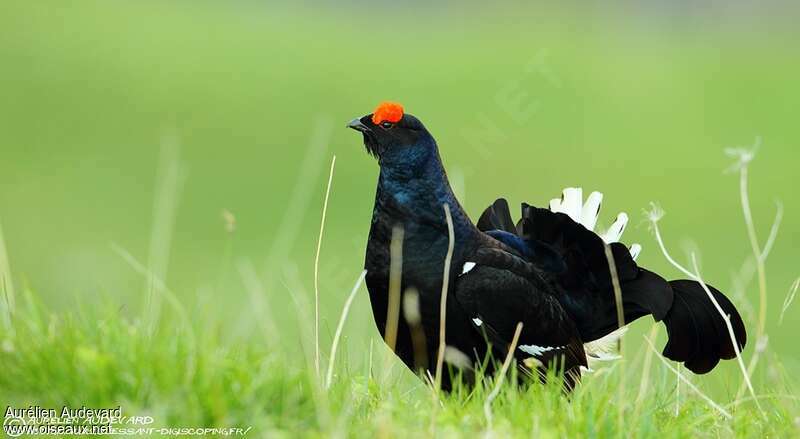 Black Grouse male adult breeding, courting display