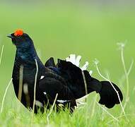 Black Grouse