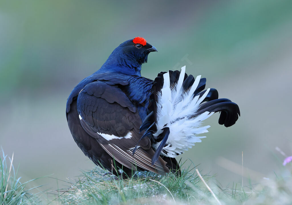 Black Grouse