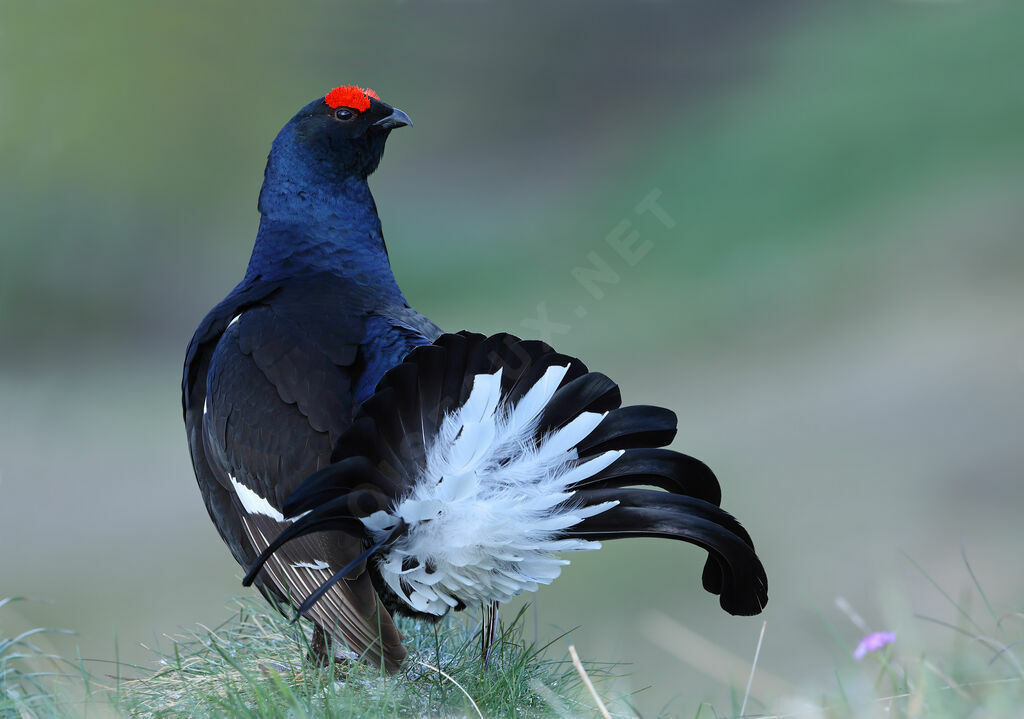 Black Grouse