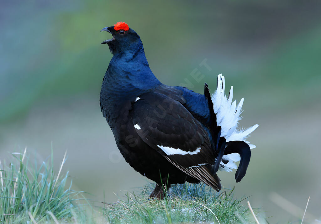 Black Grouse