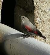 Wallcreeper