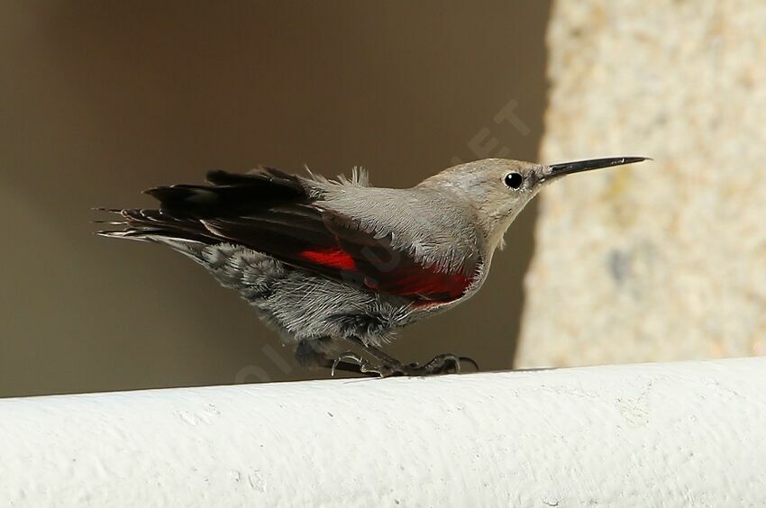 Wallcreeper