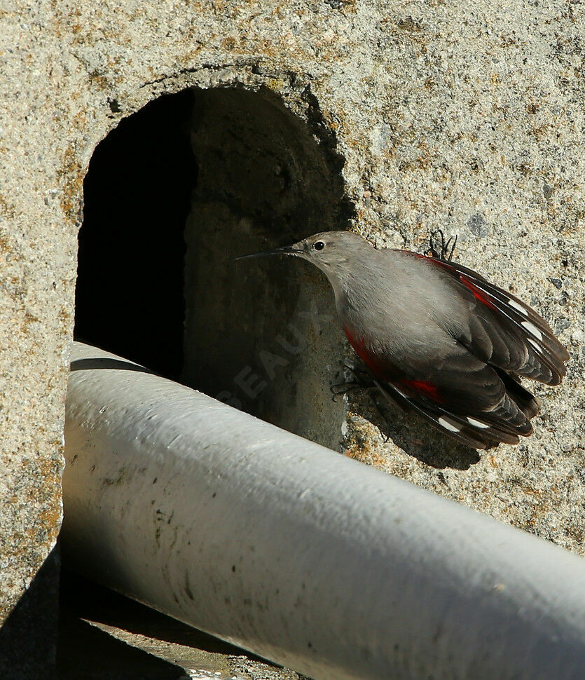 Wallcreeper