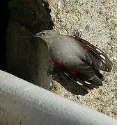 Wallcreeper