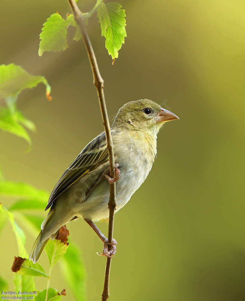 Tisserin de Rüppell femelle adulte internuptial, identification