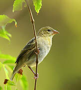 Rüppell's Weaver