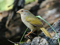 Olive Sparrow