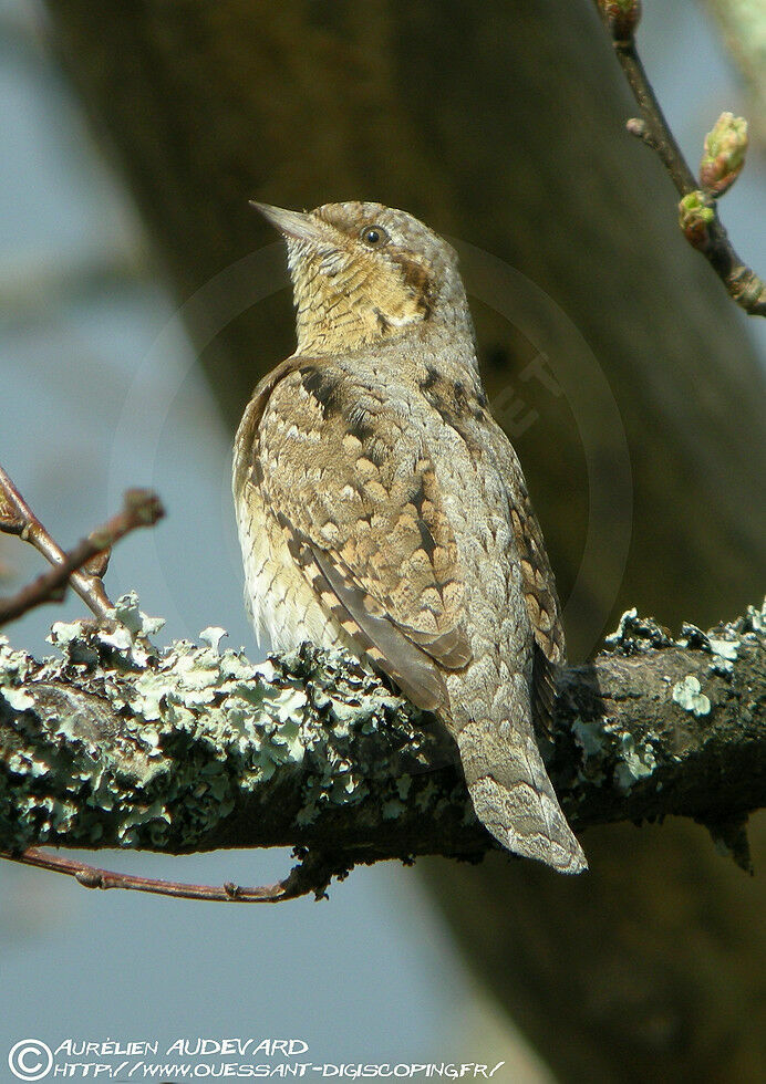 Eurasian Wryneck