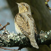 Eurasian Wryneck