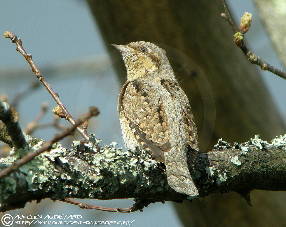 Eurasian Wryneck